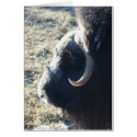 Musk Ox cards