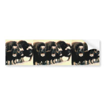 Musk Oxen Bumper Stickers