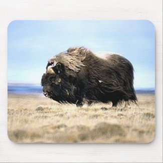 Musk Oxen Mouse Pad