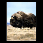 Musk Oxen postcards