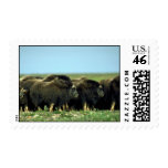 Musk Oxen Postage Stamp