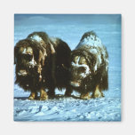 Musk Oxen Refrigerator Magnet