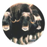 Musk Oxen Round Sticker