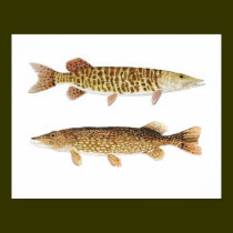 Muskie & Pike Art Poster posters