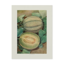 Muskmellon Post Card