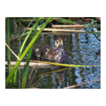 muskovy duckling posters