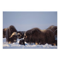 muskox, Ovibos moschatus, bull and cow with