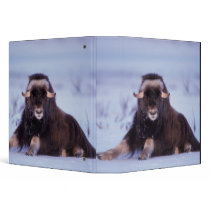 muskox, Ovibos moschatus, young bull on the Binders
