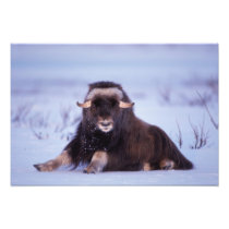 muskox, Ovibos moschatus, young bull on the