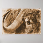 Muskox posters