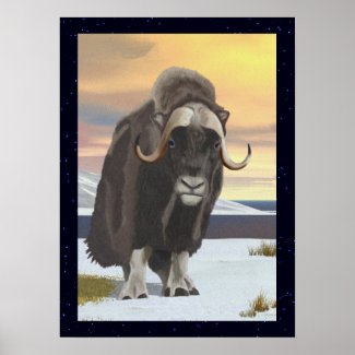 Muskox Posters
