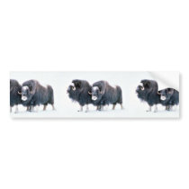 Muskoxen Bumper Stickers