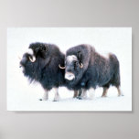 Muskoxen Print