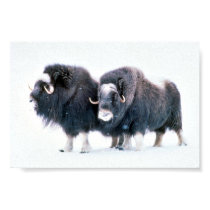 Muskoxen posters