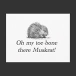 Muskrat | Postcard postcards
