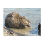 Muskrat