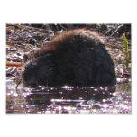 Muskrat small photoprint