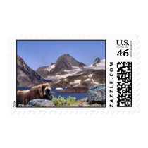 Muskus in Greenland postage