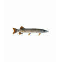 Musky - Muskellunge shirt