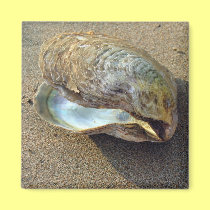 Mussel Seashell Sand Beach Magnet magnets