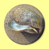 Mussel Seashell Sand Beach Magnet magnets