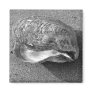 Mussel Seashell Sand Beach Magnet