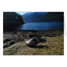 Mussel Shell Model Card