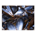 Mussel Shells Postcard postcards