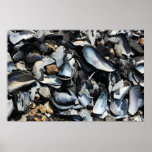 Mussel Shells Poster Print