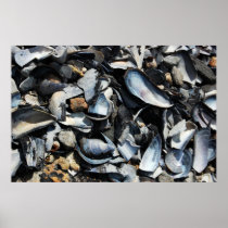 Mussel Shells Poster Print