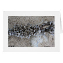 Mussels              By W.Shepard (c)       ... Cards