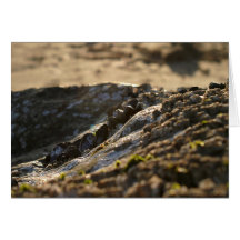 Mussels Sunset Greeting Card