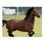 Mustang Galloping Postcard