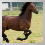 Mustang Galloping Poster