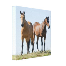 Mustang Horse Pair Canvas Print