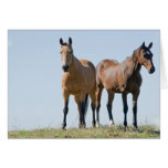 Mustang Horse Pair Greeting Cards