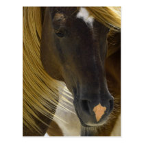 Mustang Horse Photo Postcard postcards