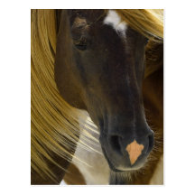 Mustang Horse Photo Postcard