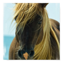 Mustang Horse Poster Print
