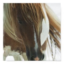 Mustang Horse Print posters