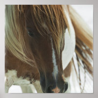 Mustang Horse Print