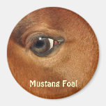 Mustang Horse's Eye Equine Photography Magnet