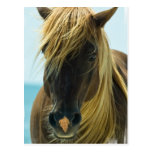 Mustang Postcard