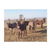 Mustang-Spirit Post Card postcards