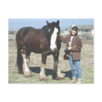 Mustang-Spirit Post Card postcards
