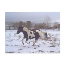 Mustang-Spirit Postcard