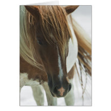 Mustang Wild Horse Greeting Card
