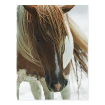 Mustang Wild Horse Postcard
