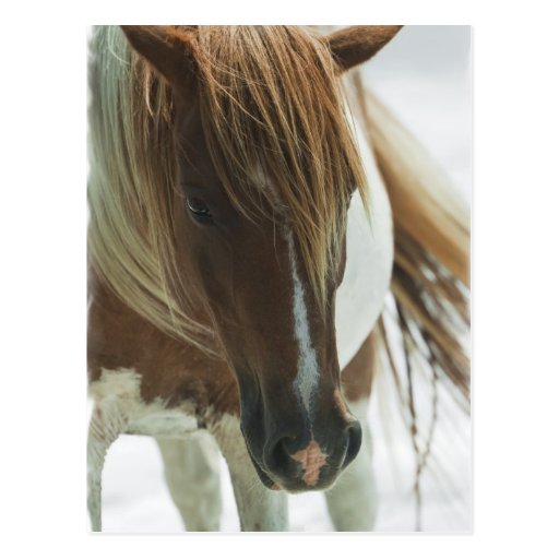 Mustang Wild Horse Postcard