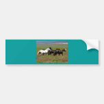 Mustangs Bumper Sticker